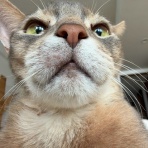 おうちごはんとおかしとねこ