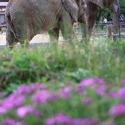 アフリカゾウとお花