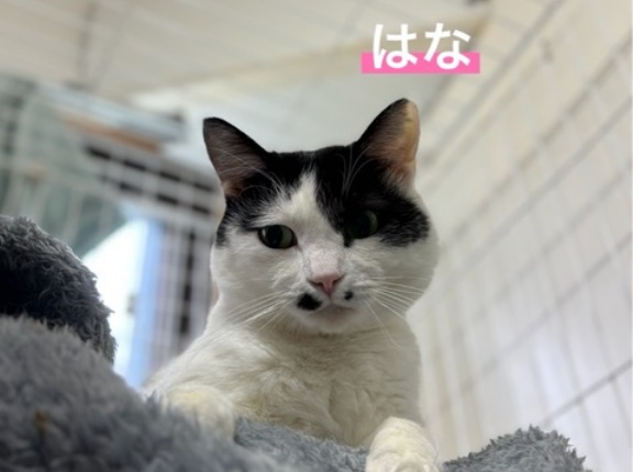 猫ちゃんも、ご紹介😸😸😸