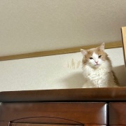 高齢猫と若い猫のじゃれ合いとパンダの思い出