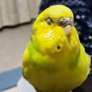 ポッちゃんのぽっち、色抜けしたしっぽ