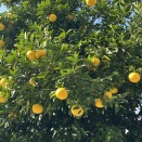 少し肉料理に戻す♪