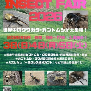 晴れ時々クワガタ