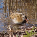 野鳥クイナの水浴びを撮る🪿（多々良沼公園）