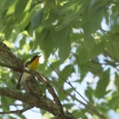 ■滋賀、奈良で野鳥探し お山 ～ キビタキ・イカル・オオルリ ～