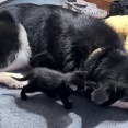 なんて優しい犬なの…子猫に耳をいじられてもジッと耐える（動画）