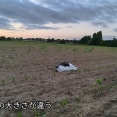 義妹がやって来る