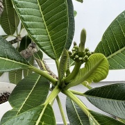 【写真日記】8月中旬