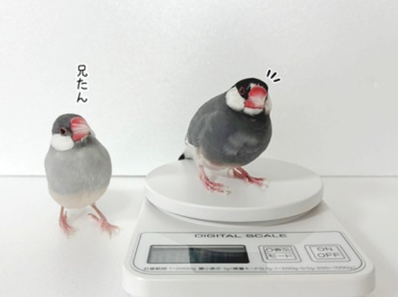 セラくんが物申す！兄として！！