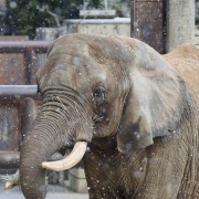 雪が降ってきた♪