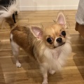 ラブリーチワワねいろちゃん、里親様募集中です♪