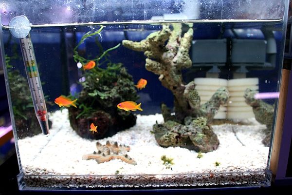 くまぱぱのブログ 底砂のお手入れ