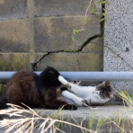 猫写真家・沖 昌之のブログ　野良ねこちゃんねる。　