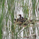 鳰の浮巣の変化(カイツブリの造巣に関する変化)