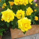 薔薇の花盛り