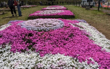 『2024/4/20 羊山公園の芝桜』の画像