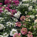 アリッサム・スィートアリッサム