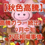 『【秋色高騰】高騰カラー続出！？9月中旬のお花相場事情』の画像