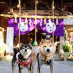 豆柴麦うた日記