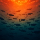 地球温暖化で魚が減る？──日本漁業衰退の本当の理由は資源管理