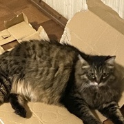 ブラッシング大好き猫