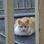 好きなもの･･･猫と旅と･･･