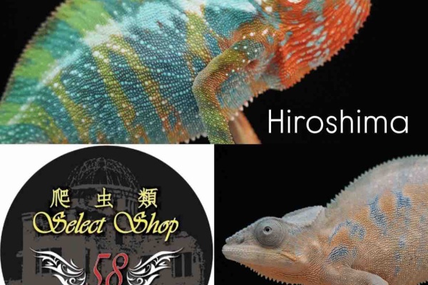 カメレオンショップ様★専用ページ COLORS - パンサーカメレオン販売