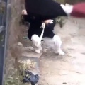【動画】まんさん、柵を飛び越えようとするもスカートが引っかかって下半身丸出しｗｗｗｗｗ
