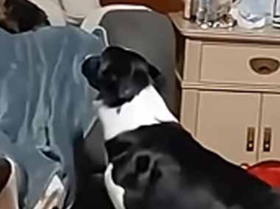 犬に向かってボールを投げてみる。ジャンプしてキャッチ！ → 犬、このフォームです…