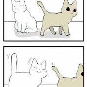 お姉ちゃんを見失わない猫