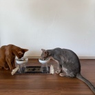 隣のごはんがよく見えちゃうひめちゃん