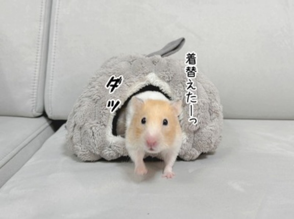 今日のプリン(11/14追記)