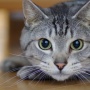 ネコの腎臓病治療薬が今年中にも治験へ。開発するための東大教授が独立