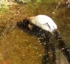 デカい何かを丸呑みしたデカい魚を発見。口内を覗き込むとビーバーが……