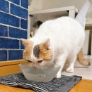 プッチンは水飲み上手さん