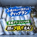 若狭湾S沖ボート釣り（2026年10月4日・14回目）・・・小雨カモンのティップランで初のツ抜け達成