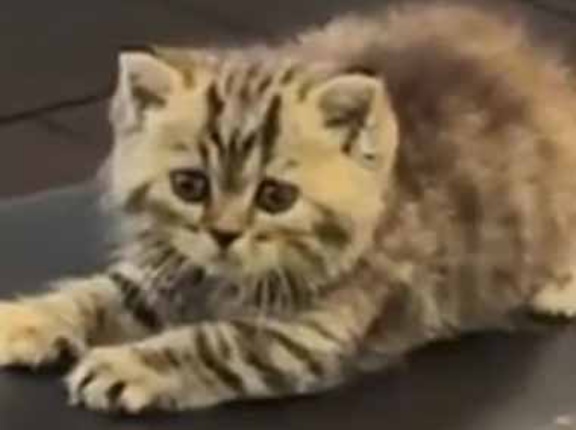 私の体は小さかった。ジムに通ったらどうなるの？ → ７ヶ月でこうなった…