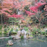 『内々神社の美しい紅葉の様子。回遊式庭園も紅く色づく（春日井市内津町）』の画像