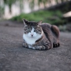 『KAMLAN50mmF1.1によるご近所猫ちゃん　2023/07/23』の画像