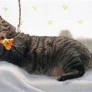 ネズちゃん、紫おんの腕の上でへそ天してるニャ