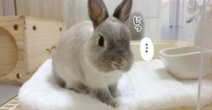 うさぎのルリ(10/3追記)