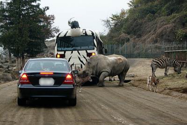 毎日がレビュー 雨の群馬サファリパーク