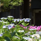 『ドジをふんで、初夏を彩れなかった。』の画像