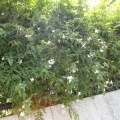 ５月は花の香りの道ー４