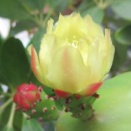 ウチワサボテン開花