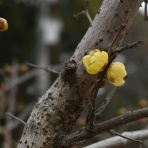 さつきヶ丘保育園