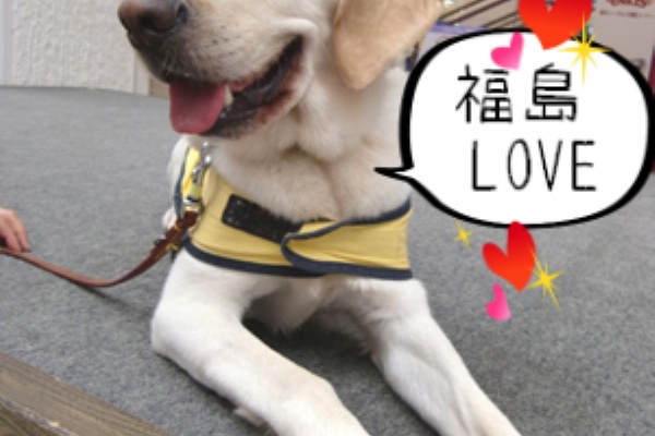 盲導犬lab Amp Loveオフィシャルブログ 盲導犬訓練センター