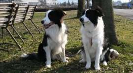 【話題】他人の犬に残飯あげるのはNGか?