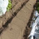 ジャガイモの植え付け