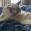 ���֤���ǤĤȲ����⥳�⥳���Ƥ�(��)�� ���Ĥ⾯��Υ�줿­���Ȥ��ǿ��Ƥ����¿��ǭ�������˵錄(�ħբ�)���ގ����ގ�